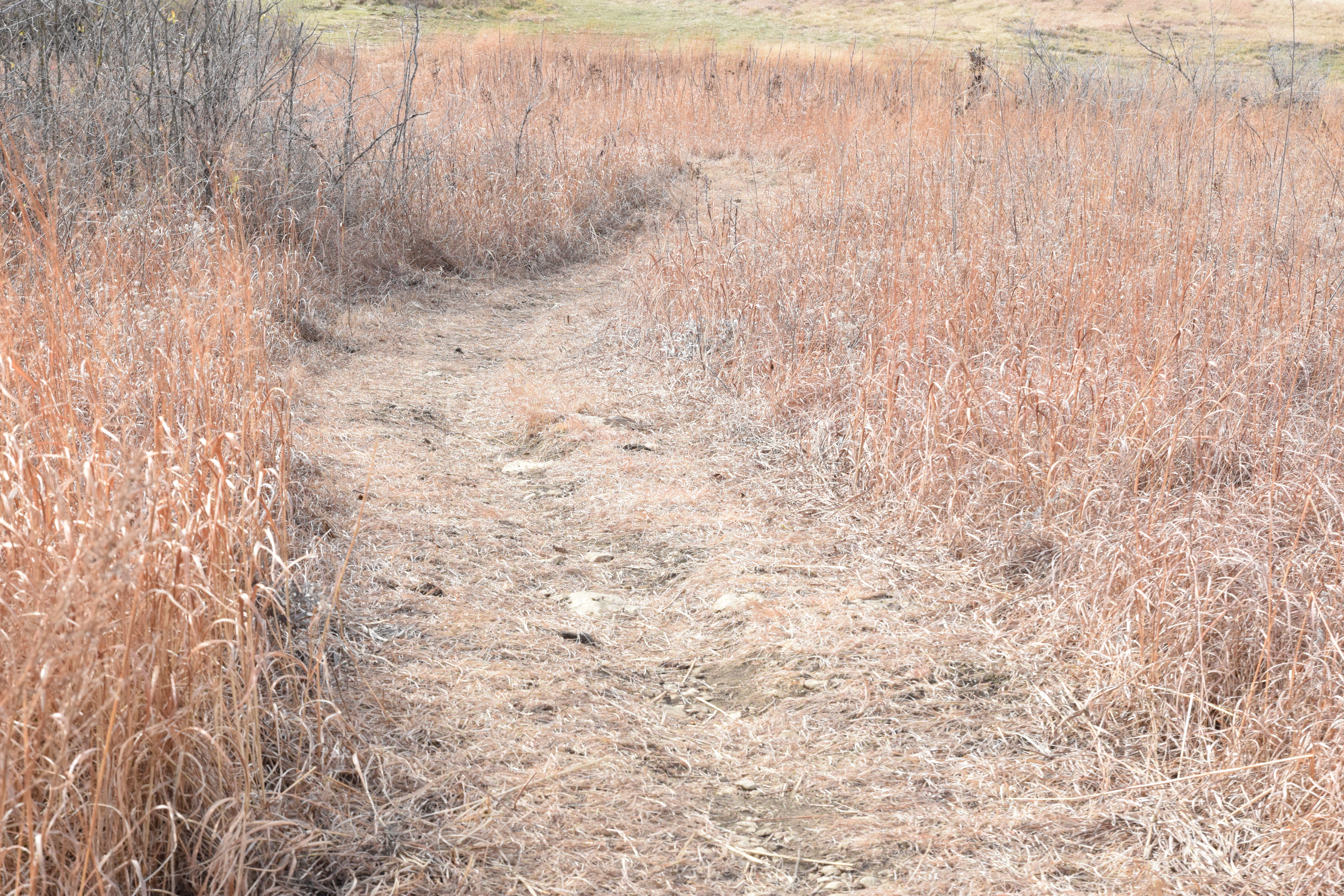Trail looking downhill